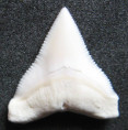 /products/carcharhinus-leucas-bull-shark-zralok-belavy1/